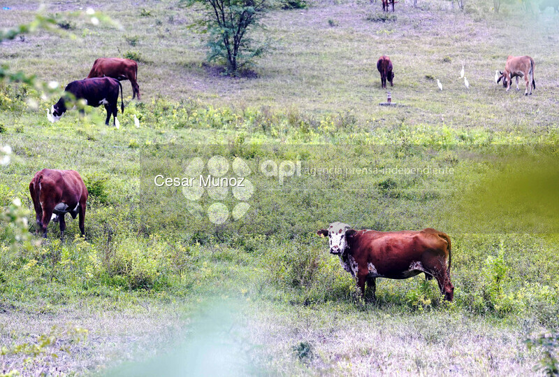 GYE-AUMENTO PRECIO CARNE